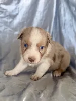 Bubbles, a female Australian Shepherd for sale in Austin, TX – 1 of 2