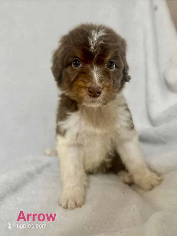 Arrow , a male Aussiedoodle for sale in Tyler, TX – Photo 1 of 1