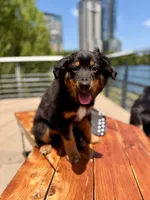Bo , a male Australian Shepherd for sale in Tyler, TX – 5 of 7
