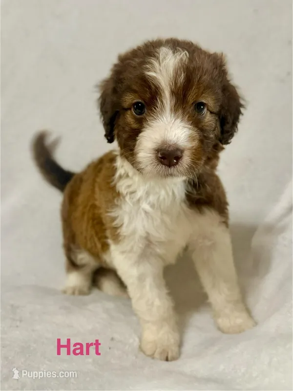 Hart – Aussiedoodle puppy for sale in Tyler, TX