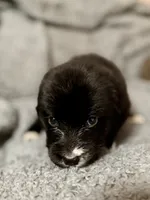 Meadow, a female Australian Shepherd and English Cream Golden Retriever for sale in Ben Wheeler, TX – 2 of 5
