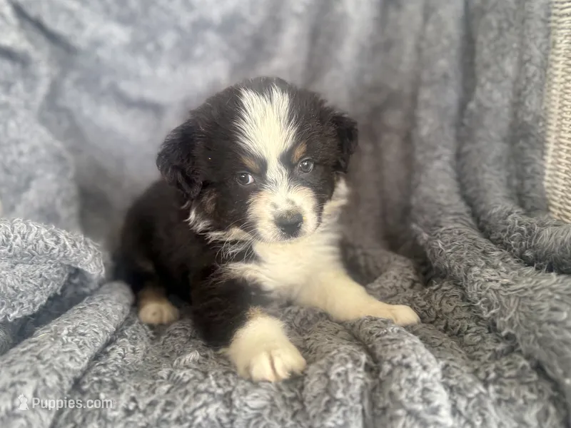 Buttercup  – Australian Shepherd puppy for sale in Houston, TX