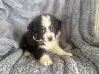 Buttercup , a female Australian Shepherd for sale in Houston, TX – 1 of 5