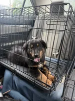 Bo , a male Australian Shepherd for sale in Tyler, TX – 7 of 7