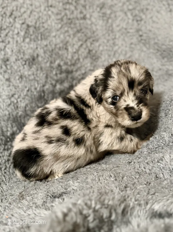 Piper – Australian Shepherd, English Cream Golden Retriever puppy for sale in Hawkins, TX