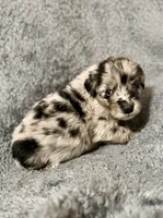 Piper, a female Australian Shepherd and English Cream Golden Retriever for sale in Hawkins, TX – 1 of 3