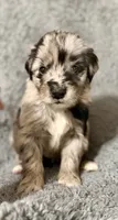 Piper, a female Australian Shepherd and English Cream Golden Retriever for sale in Hawkins, TX – 2 of 3
