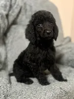 Pink (color theme litter) , a female Poodle - Standard  for sale in Houston, TX – 3 of 5