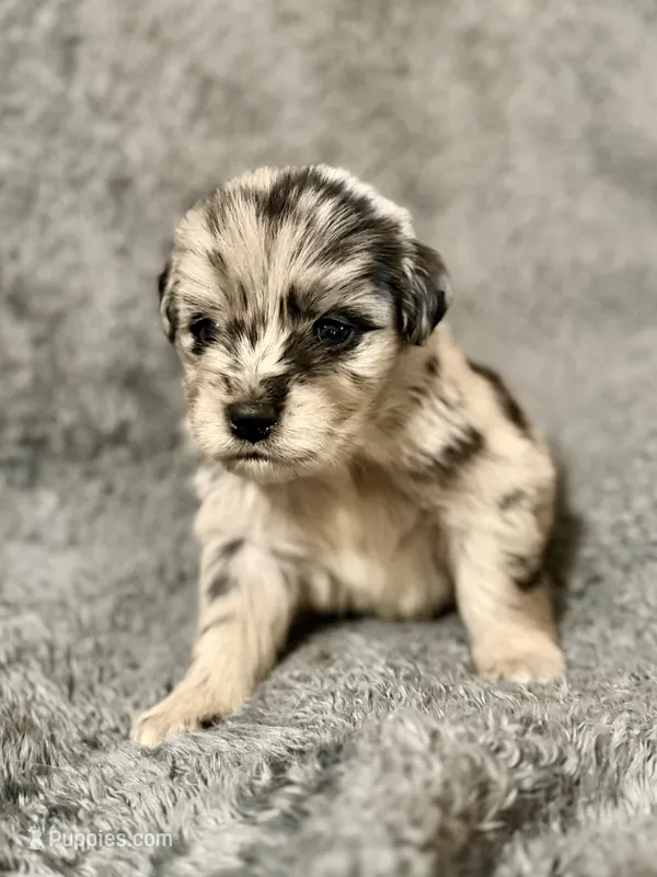 Finch – Australian Shepherd, English Cream Golden Retriever puppy for sale in Hawkins, TX