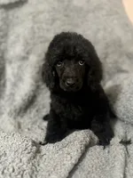 Purple (Color Theme Litter) , a male Poodle - Standard  for sale in Houston, TX – 2 of 4