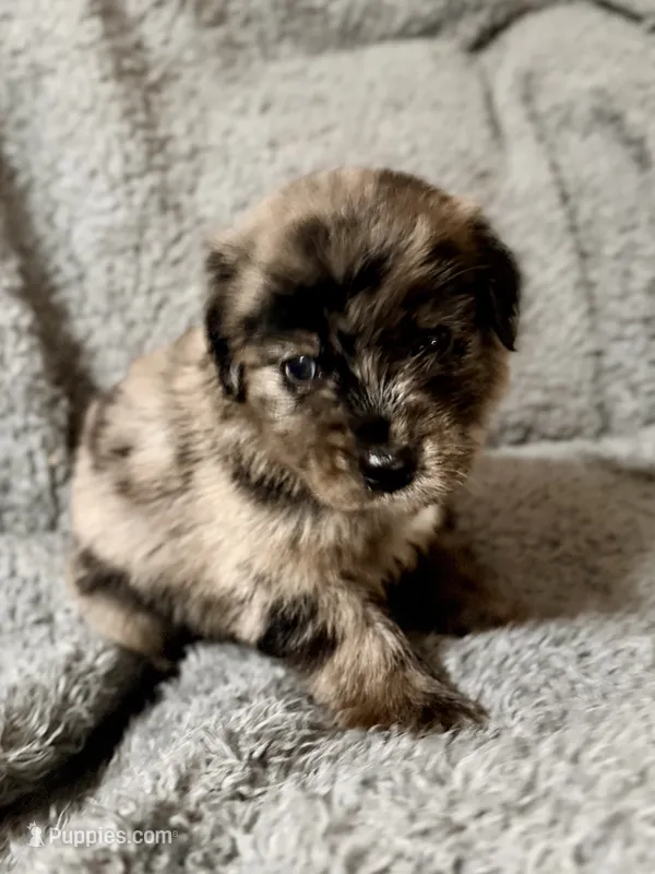 Reed – Australian Shepherd, English Cream Golden Retriever puppy for sale in Hawkins, TX