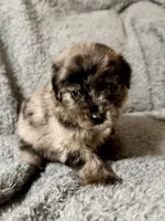 Reed, a male Australian Shepherd and English Cream Golden Retriever for sale in Ben Wheeler, TX – 1 of 6