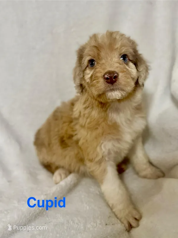 Cupid  – Aussiedoodle puppy for sale in Tyler, TX