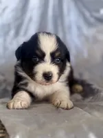 Buttercup , a female Australian Shepherd for sale in Austin, TX – 1 of 2