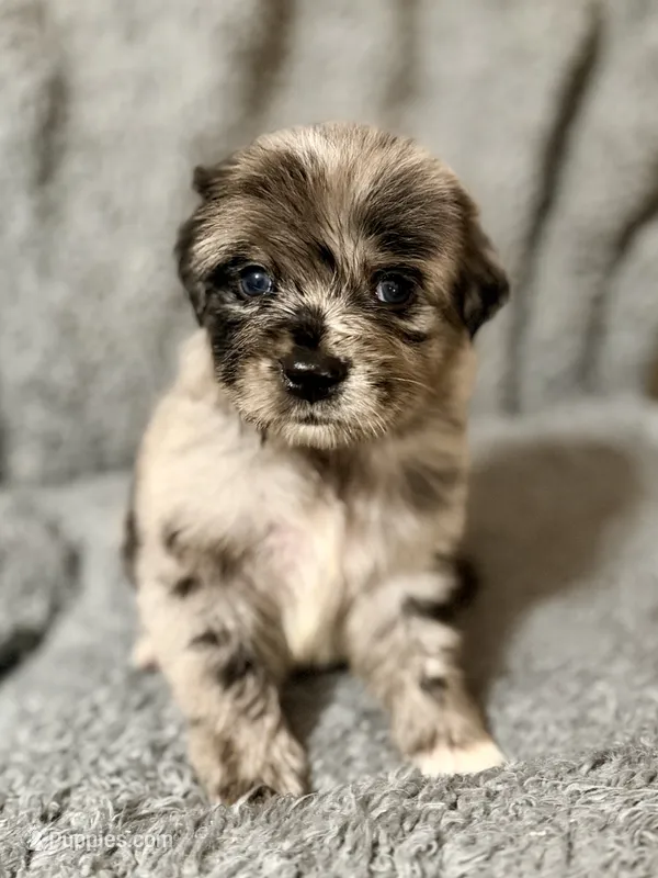 Robin – Australian Shepherd, English Cream Golden Retriever puppy for sale in Hawkins, TX
