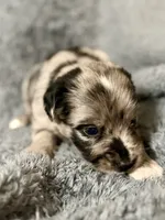 Robin, a male Australian Shepherd and English Cream Golden Retriever for sale in Hawkins, TX – 2 of 3