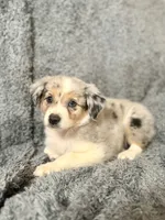 Luna, a female Australian Shepherd for sale in Austin, TX – 3 of 5