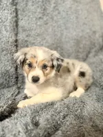 Luna, a female Australian Shepherd for sale in Austin, TX – 2 of 5