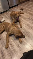 Reba, a female Golden Retriever for sale in Ashby, MN – 3 of 4