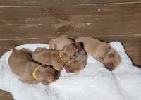 Buddy, a male Golden Retriever for sale in Ashby, MN – Photo 6 of 6