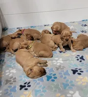 Buddy, a male Golden Retriever for sale in Ashby, MN – Photo 1 of 6