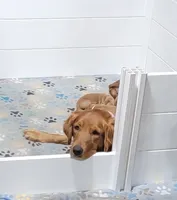 Buddy, a male Golden Retriever for sale in Ashby, MN – Photo 4 of 6