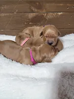 Buddy, a male Golden Retriever for sale in Ashby, MN – Photo 3 of 6