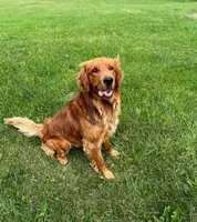 Buddy, a male Golden Retriever for sale in Ashby, MN – Photo 5 of 6