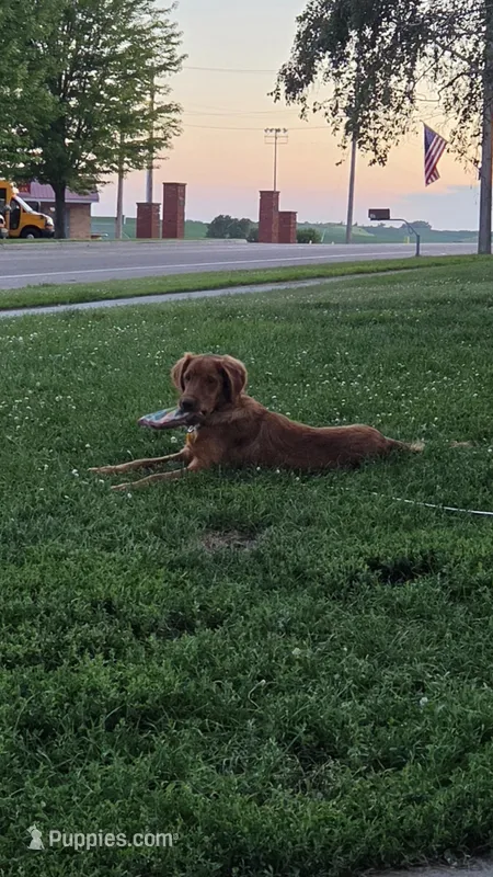 Reba – Golden Retriever puppy for sale in Ashby, MN