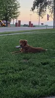 Reba, a female Golden Retriever for sale in Ashby, MN – 1 of 4