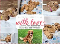 Kyle, a male Golden Retriever for sale in Ashby, MN – Photo 1 of 3