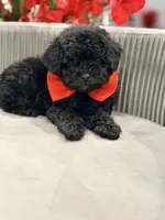 Buddy, a male Poodle - Toy  for sale in Apple Valley, CA – 2 of 3