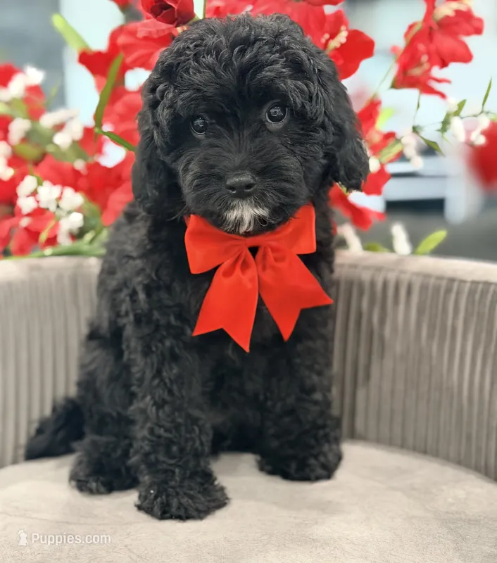 Daisy  – Cavapoo puppy for sale in Apple Valley, CA