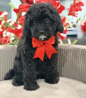 Daisy , a female Cavapoo for sale in Apple Valley, CA – 1 of 3