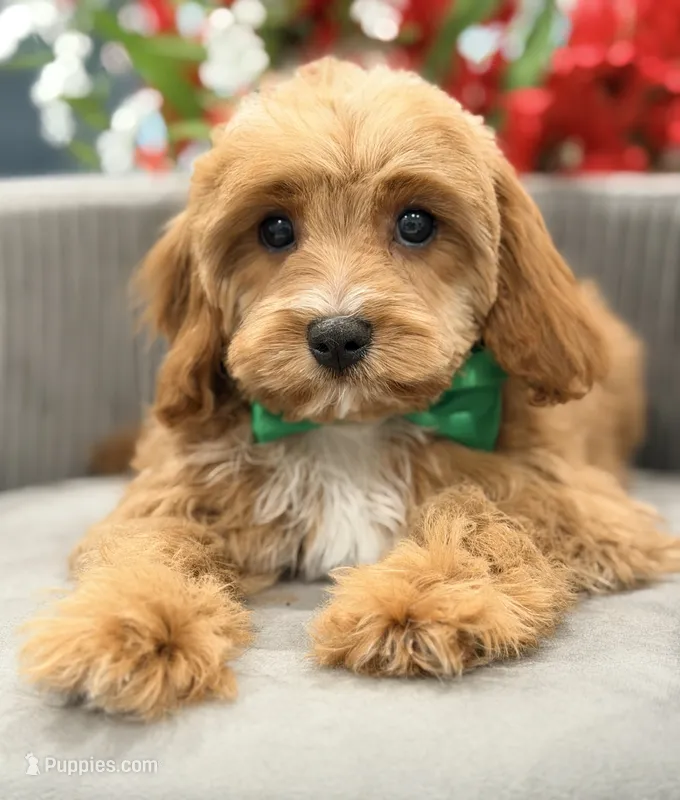 LeBron – Cavapoo puppy for sale in Apple Valley, CA