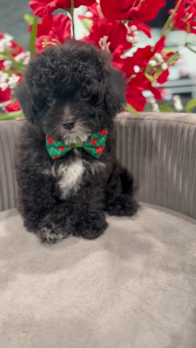 Luigi , a male Cavapoo for sale in Apple Valley, CA – 3 of 3