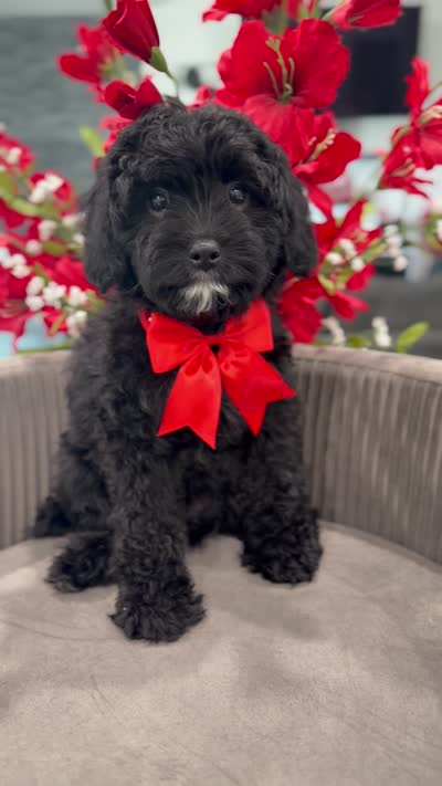 Daisy , a female Cavapoo for sale in Apple Valley, CA – 3 of 3