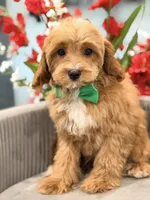 LeBron, a male Cavapoo for sale in Apple Valley, CA – 3 of 3