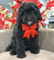 Daisy , a female Cavapoo for sale in Apple Valley, CA – 2 of 3