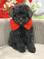 Buddy, a male Poodle - Toy  for sale in Apple Valley, CA – 3 of 3