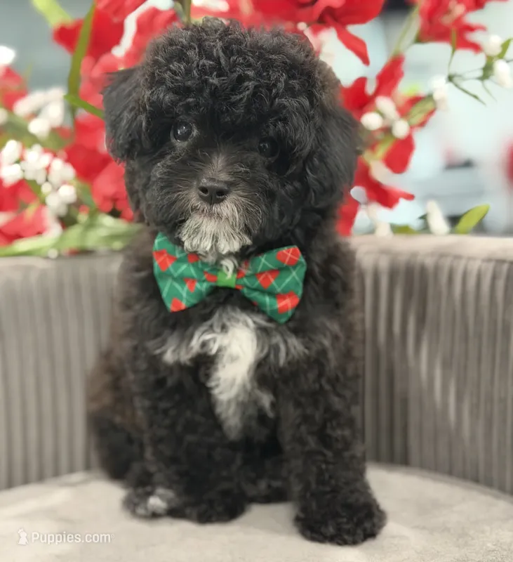 Luigi  – Cavapoo puppy for sale in Apple Valley, CA