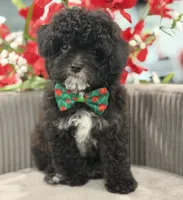 Luigi , a male Cavapoo for sale in Apple Valley, CA – 1 of 3