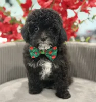 Luigi , a male Cavapoo for sale in Apple Valley, CA – 2 of 3