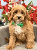 LeBron, a male Cavapoo for sale in Apple Valley, CA – 2 of 3