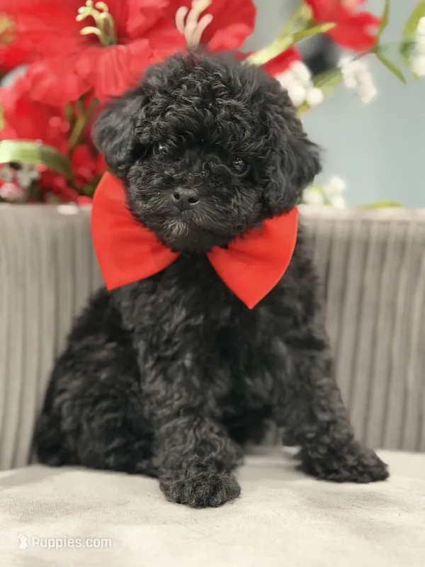 Buddy – Poodle - Toy  puppy for sale in Apple Valley, CA