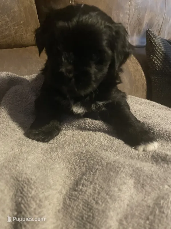 Blackie – Shorkie puppy for sale in Fort Myers, FL