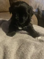 Blackie, a male Shorkie for sale in Fort Myers, FL – 1 of 3