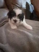 Turtle, a male Shorkie for sale in Fort Myers, FL – 3 of 3