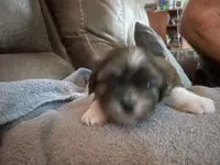 Brindie, a male Shorkie for sale in Fort Myers, FL – 3 of 3