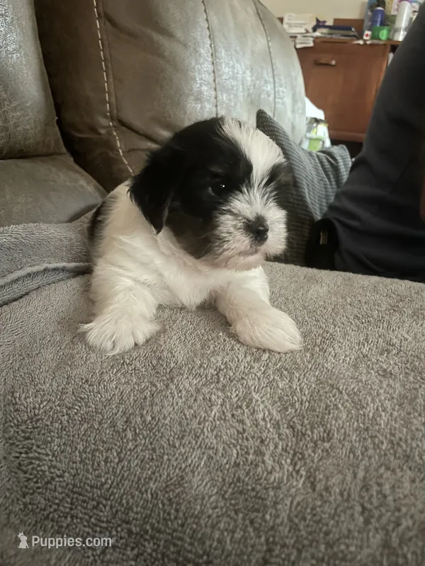 Turtle – Shorkie puppy for sale in Fort Myers, FL